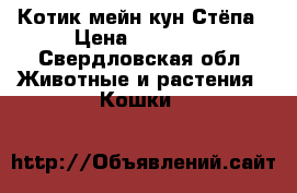 Котик мейн кун Стёпа › Цена ­ 10 000 - Свердловская обл. Животные и растения » Кошки   